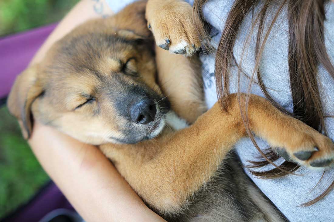 races de chien qui aiment être serrées dans les bras