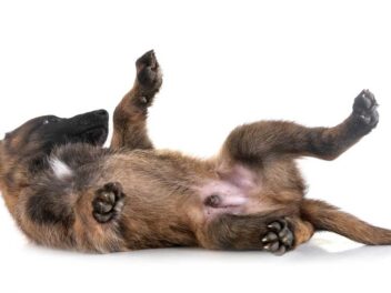 Voici les 8 races de chien qui ont le plus besoin d’action