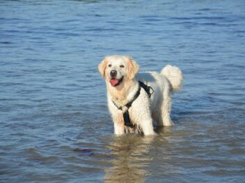 Voici les 8 races de chien que vous pourrez emmener à la mer