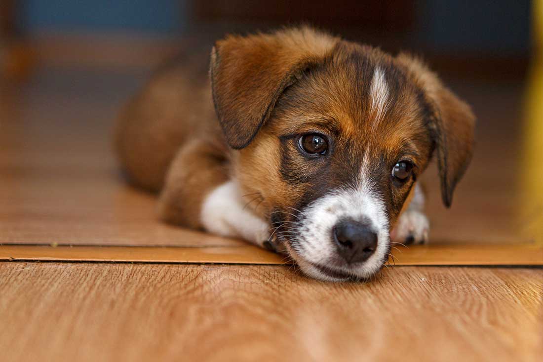 Voici les 9 races de chien qui ont des caractères hypersensibles