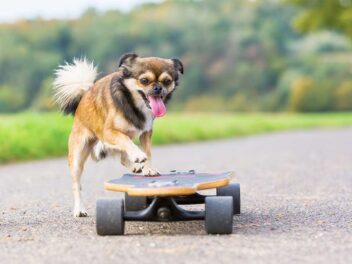 Voici les 7 races de chien qui sont les plus impatientes