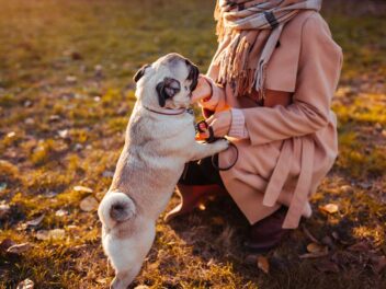 Voici les 9 races de chien qui sont vraiment inséparables de leur maître