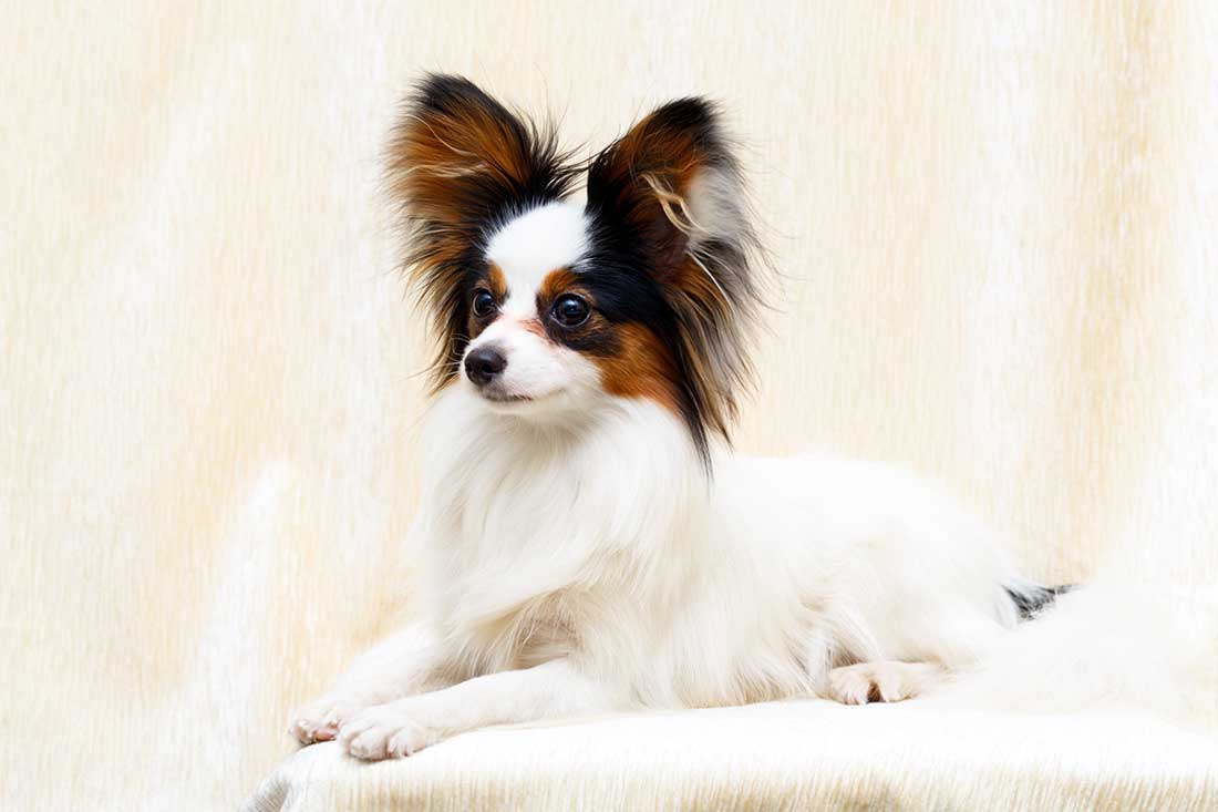 Voici 8 races de chien qui sont vraiment irrésistibles