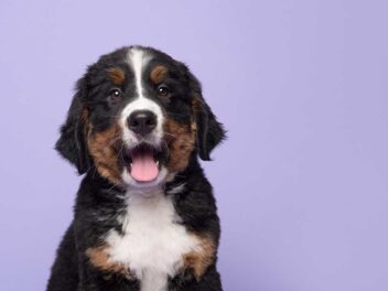 9 races de chien qui ne vont pas tenter de s’évader