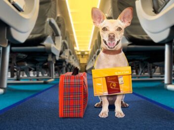 8 races de chien qui peuvent prendre l’avion sans danger
