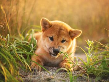 Voici 9 races de chien qui sont les plus renfermées sur elles-mêmes