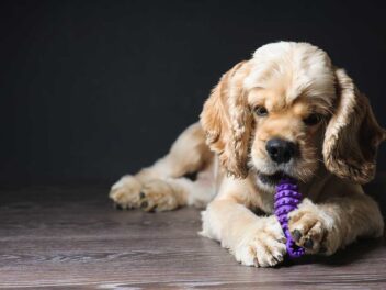 Voici 9 races de chien qui savent bien se faire comprendre