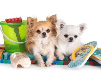 Les 9 races de chien qui vont tout faire pour attirer votre attention