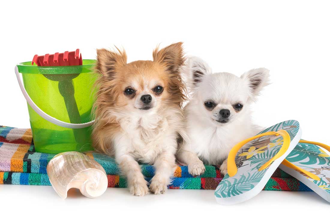 Les 9 races de chien qui vont tout faire pour attirer votre attention