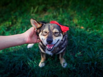 Voici les 7 races de chien qui vont beaucoup s’attacher à leur maître