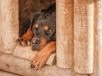 Conseils pour laisser votre chien à la maison lorsque vous voyagez