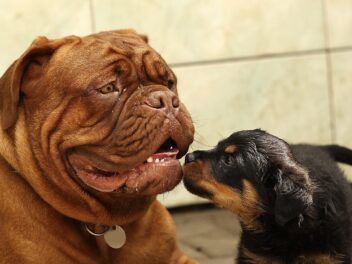 Grand chien ou petit chien : Quelle taille de chien adopter ?