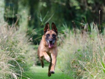 Les meilleures races de chiens pour un Capricorne