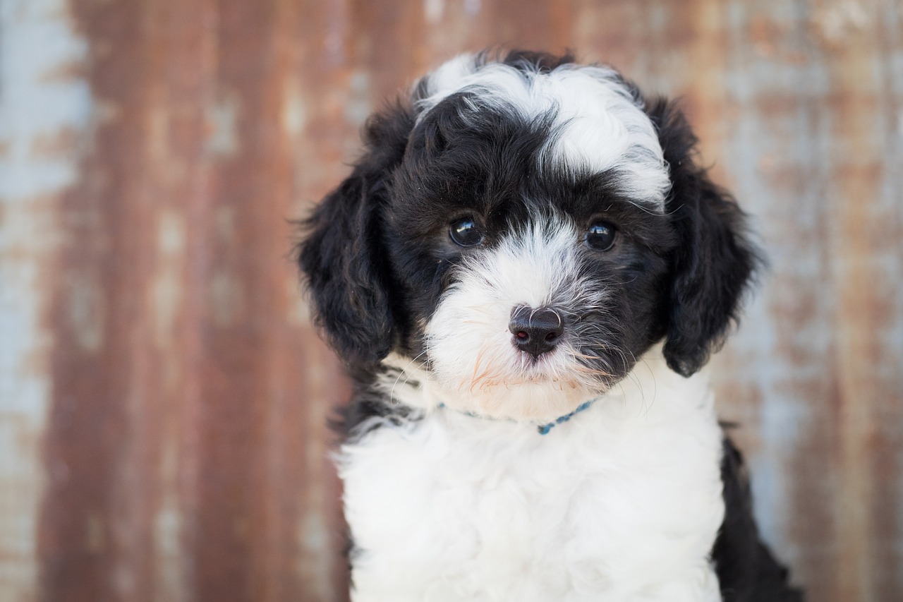Le Mini Sheepadoodle ressemble à Snoopy