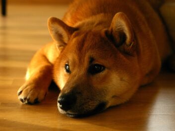 9 races de chien qui vont rester sur la réserve