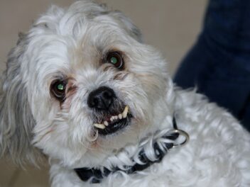 9 races de chien qui sont vraiment les plus froides