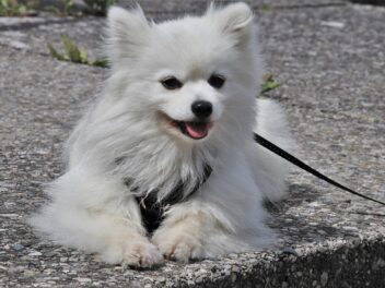 10 signes évidents de bonheur pour votre chien