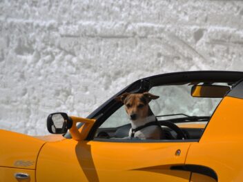 7 races de chien qui sont de bons copilotes