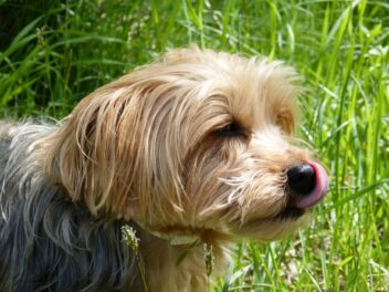 5 raisons pour lesquelles votre chien a toujours faim