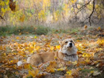 Découvrez les 8 races de chien qui sont les plus astucieuses