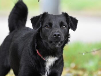 Voici les 8 races de chien qui sont très réactives