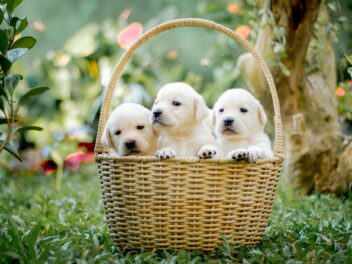 Un chien et 10 chiots abandonnés dans un refuge