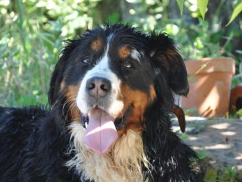 Voici 8 races de chien qui sont un peu trop étouffantes