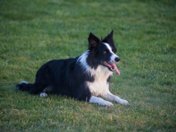 8 races de chien qui vont garder la tête froide