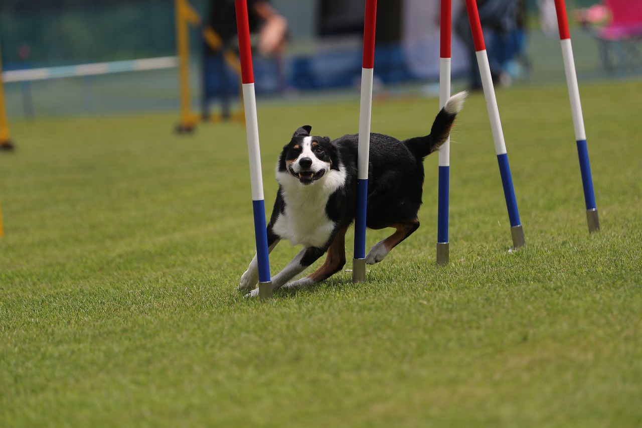 Les meilleures races de chiens pour l&rsquo;entraînement à l&rsquo;agilité