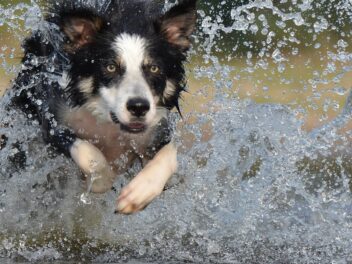 Voici 8 races de chien qui vont souvent dépasser les bornes
