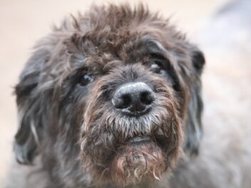 Principales maladies communes aux chiens et aux humains