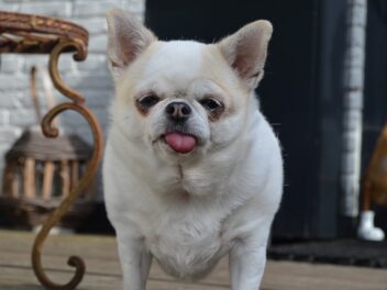 Voici les 8 races de chien qui sont les plus embêtantes