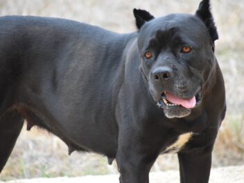 Voici 8 races de chien qui n&rsquo;aiment pas du tout être dorlotées
