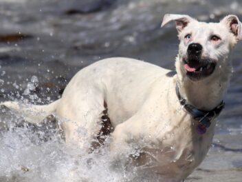 Voici les 8 races de chien qui sont difficiles à approcher