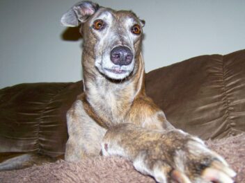 Les 9 races de chien qui vont chahuter à la maison