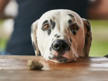 Les races de chiens qui n&rsquo;ont pas besoin de toiletteur