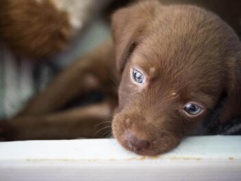 Pourquoi l&rsquo;adoption d&rsquo;un chien peut être si difficile ?