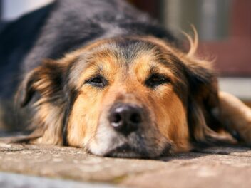 Voici les 8 races de chien qui ont le plus tendance à fuguer