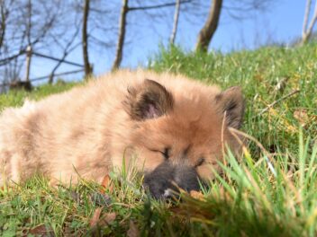 Les 9 races de chien qui ne vont pas vous déranger
