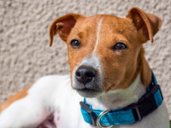 Voici les 8 races de chien qui vont mettre la pagaille