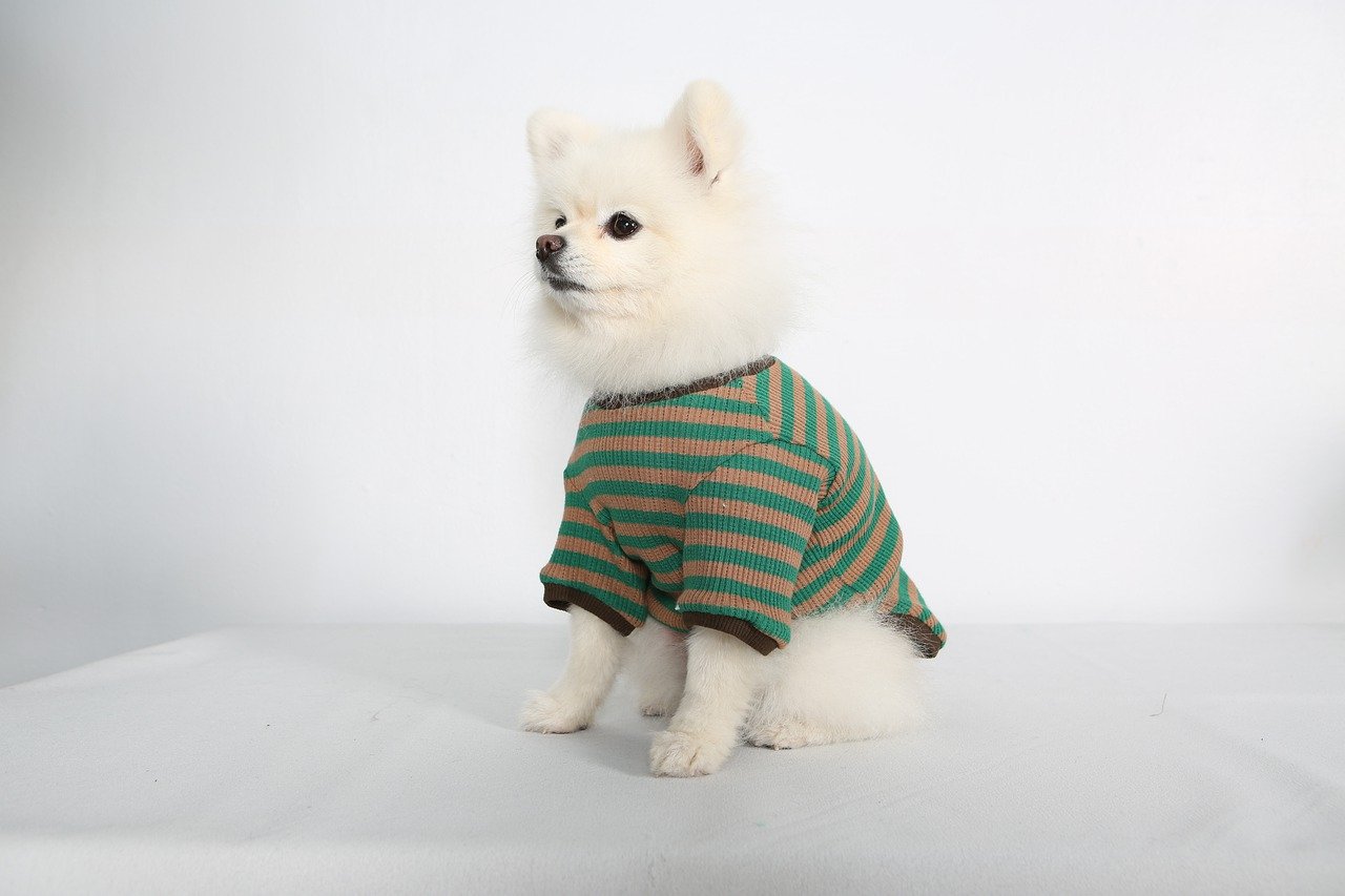 3 tendances TikTok pour les chiens à éviter