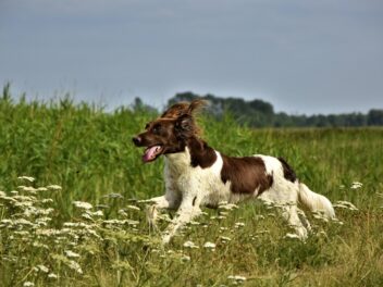 Les meilleures races de chiens pour la chasse