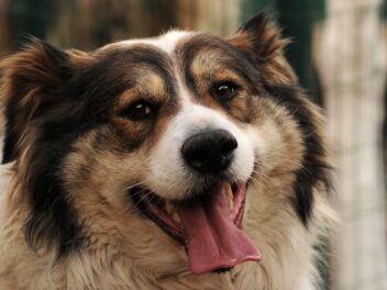 Voici 8 races de chien qui sont toujours gaies