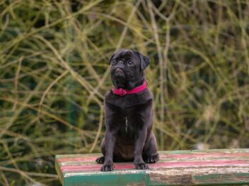 Les 8 races de chien qui ne raffolent pas des promenades