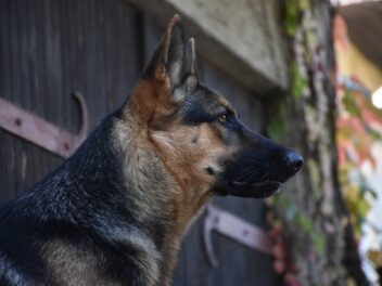 Une vidéo montre un chien renifleur de bombes malmené à l&rsquo;aéroport