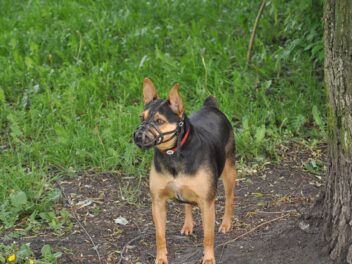 Muselières pour chiens : Comment et quand en utiliser une