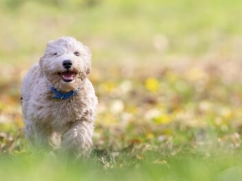 Voici 8 races de chien qui vont très facilement se lier d’amitié