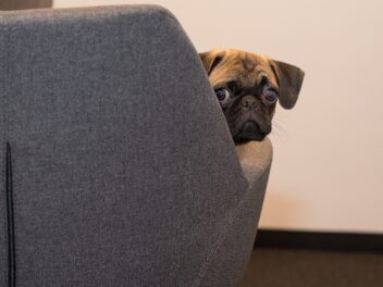 Voici 8 races de chien ont besoin d’un très maître doux pour être heureuse