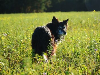 Un chien attaqué par un essaim d&rsquo;abeilles