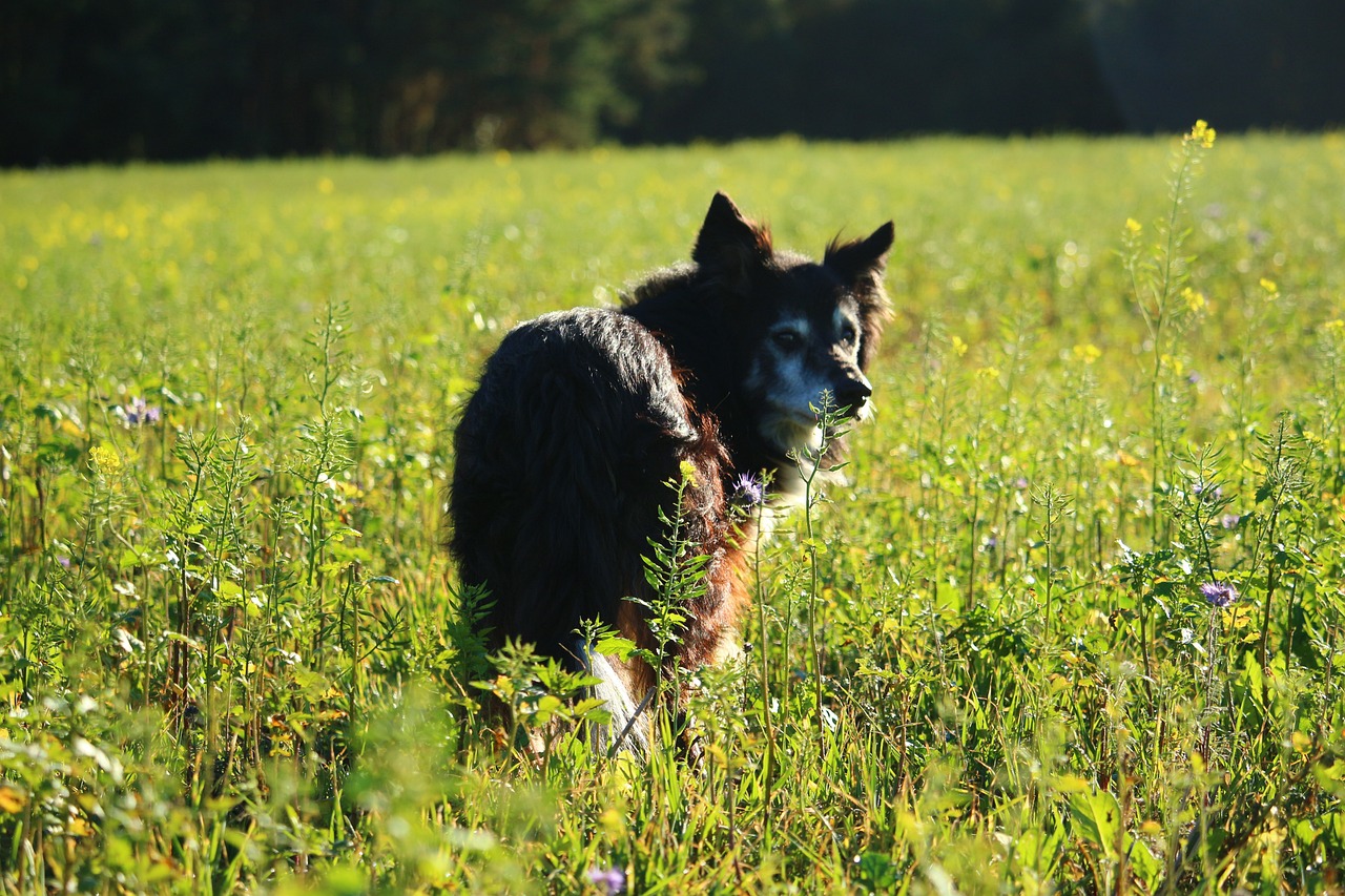 Un chien attaqué par un essaim d&rsquo;abeilles